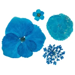 Blumen, getrocknet & gepresst, verschiedene filigrane Blumen in Blau