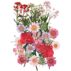 Blumen, getrocknet & gepresst, verschiedene filigrane Blumen in Rosatönen