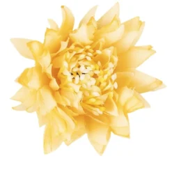 Deko-Blüten "Dahlie 4", Ø 6cm, apricot, 15 Stück