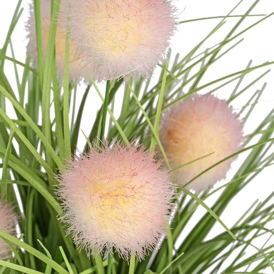 Deko-Knopfgras, 30cm hoch, mit rosa Blüten