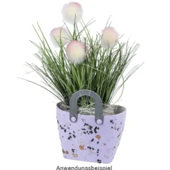 Deko-Knopfgras, 30cm hoch, mit rosa Blüten