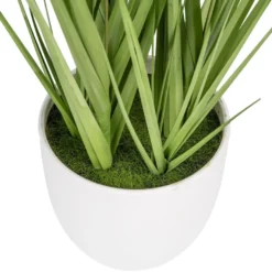 Deko-Knopfgras, im Topf, 30cm hoch, mit weißen Blüten