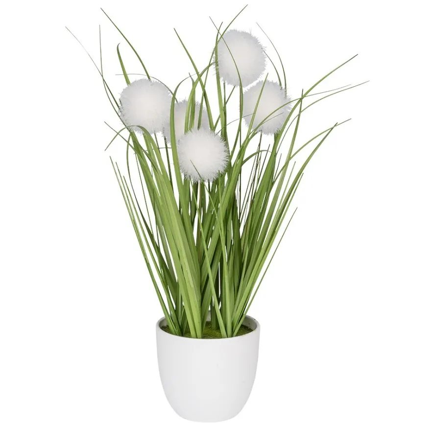 Deko-Knopfgras, im Topf, 30cm hoch, mit weißen Blüten
