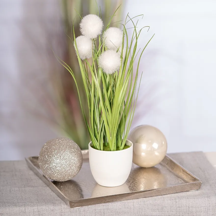 Deko-Knopfgras, im Topf, 30cm hoch, mit weißen Blüten