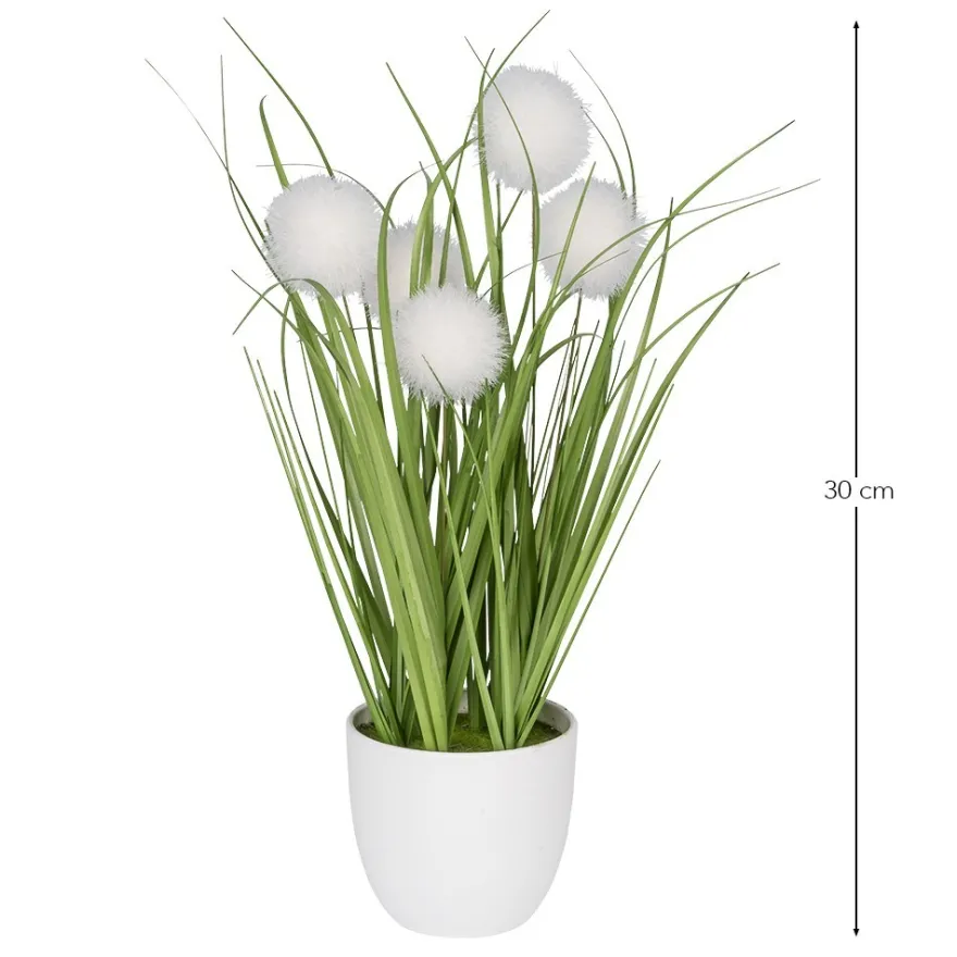 Deko-Knopfgras, im Topf, 30cm hoch, mit weißen Blüten