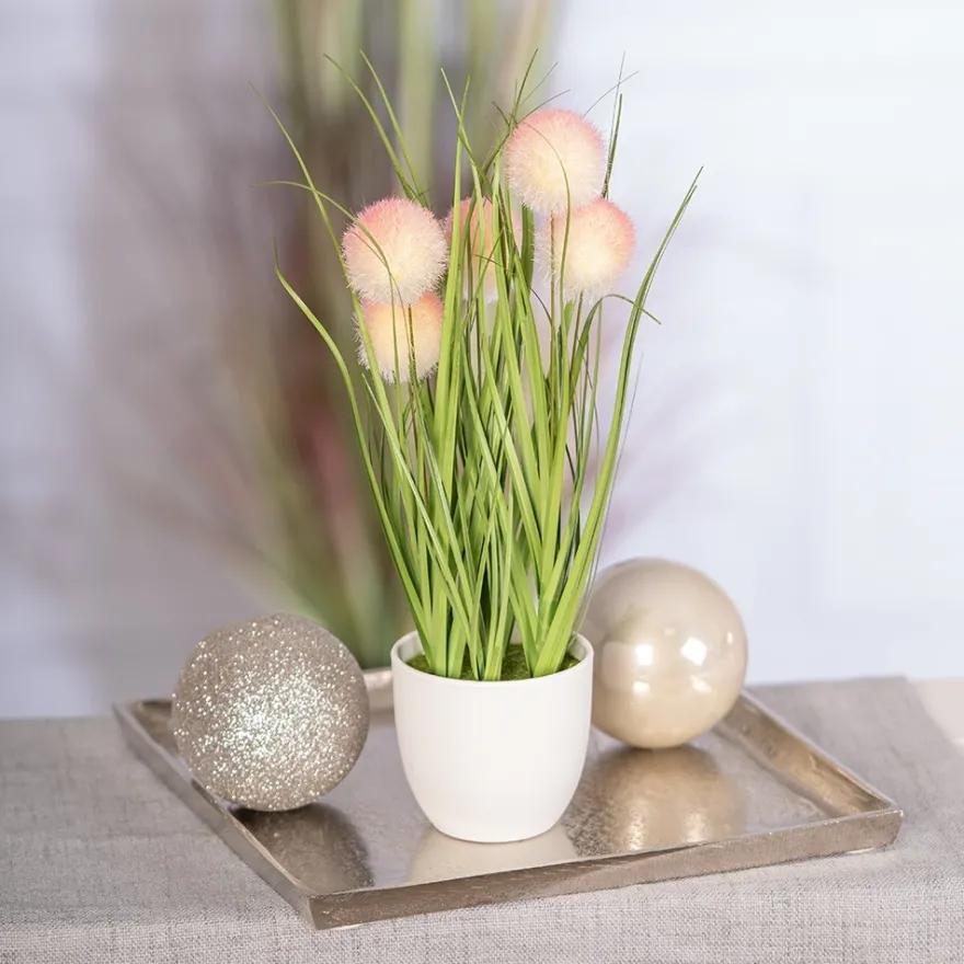 Deko-Knopfgras, im Topf, 30cm hoch, mit rosa Blüten
