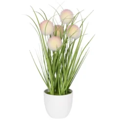Deko-Knopfgras, im Topf, 30cm hoch, mit rosa Blüten