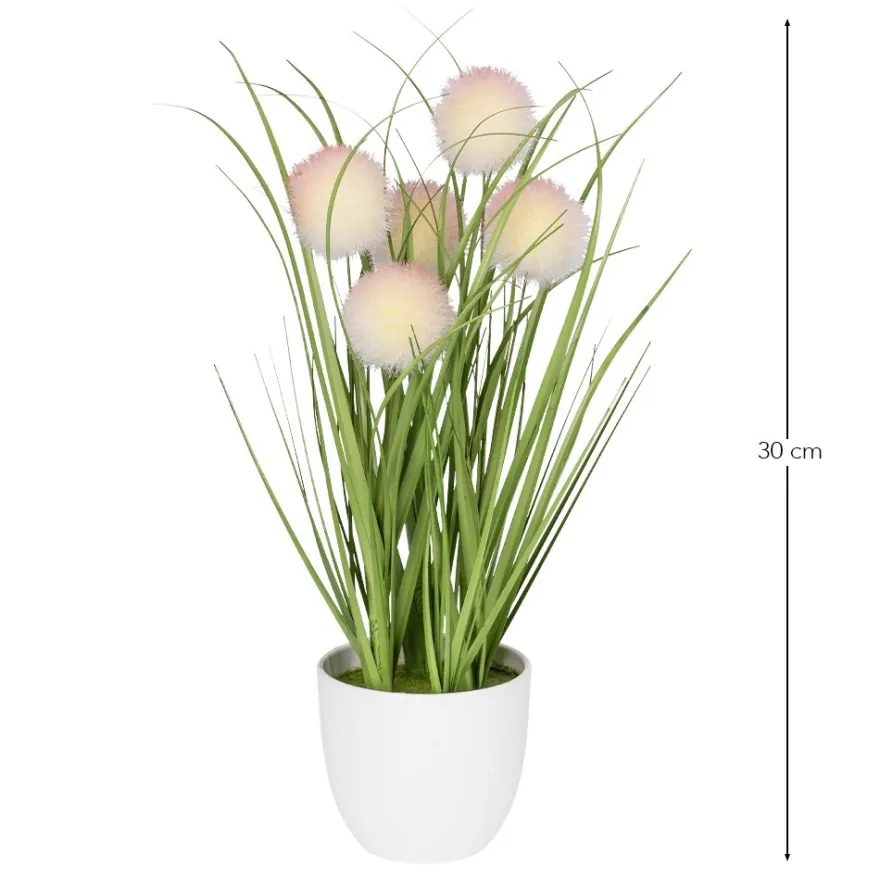 Deko-Knopfgras, im Topf, 30cm hoch, mit rosa Blüten