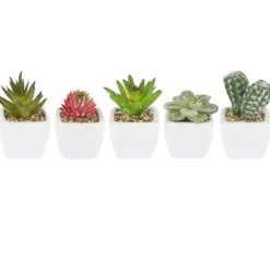 Deko-Sukkulenten, 6,5cm bis 9cm hoch, in weißem Blumentopf, 5 Stück