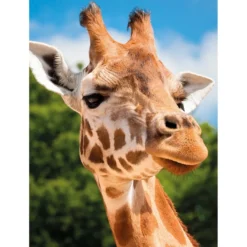 Diamond-Painting-Bild, Giraffe, 25cm x 35cm, inkl. Werkzeug