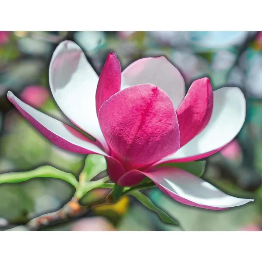 Diamond-Painting-Bild, Magnolie, 25cm x 35cm, inkl. Werkzeug
