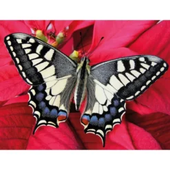 Diamond-Painting-Bild, Schmetterling, 35cm x 25cm, inkl. Werkzeug