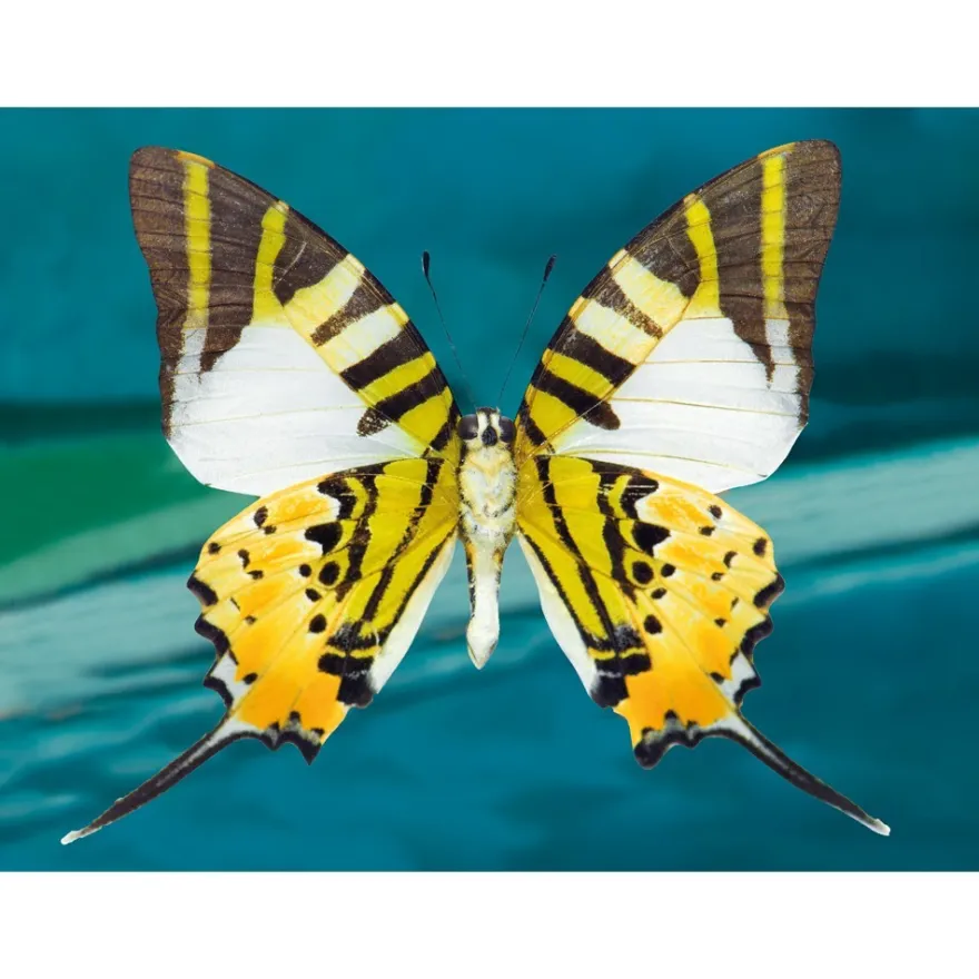 Diamond-Painting-Bild, Schmetterling 2, 25cm x 35cm, inkl. Werkzeug