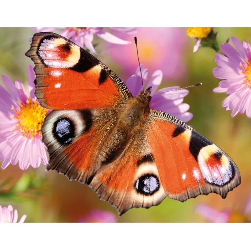 Diamond-Painting-Bild, Schmetterling 3, 25cm x 35cm, inkl. Werkzeug
