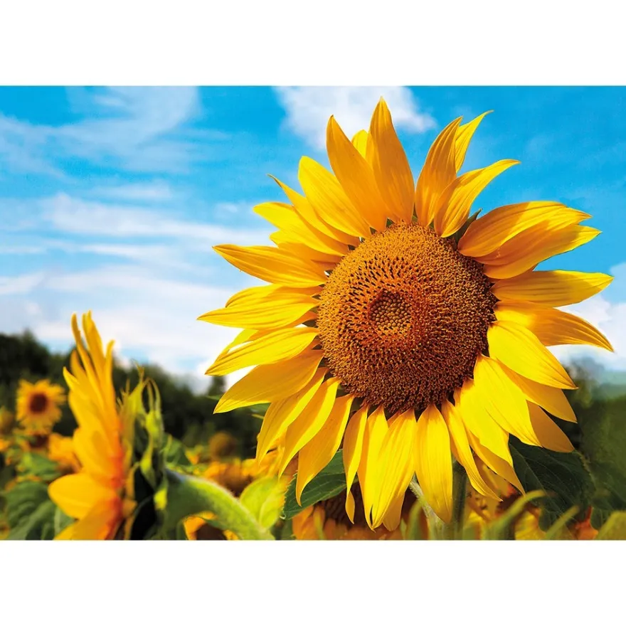 Diamond-Painting-Bild, Sonnenblume, 35cm x 25cm, inkl. Werkzeug