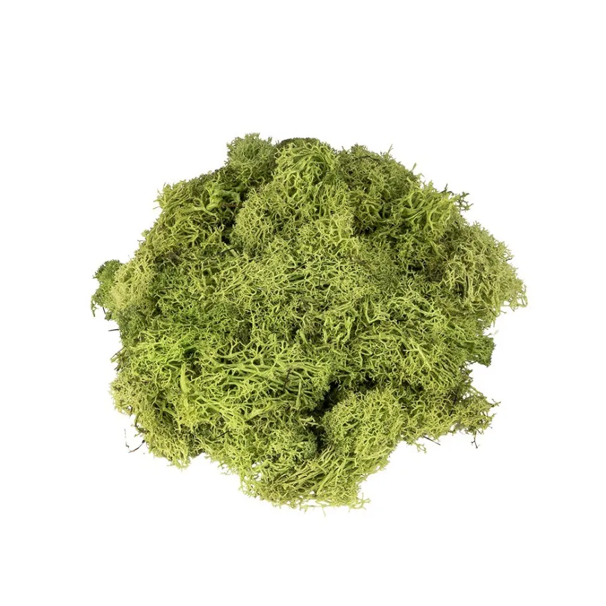 Islandmoos, grün, Naturprodukt, 100g