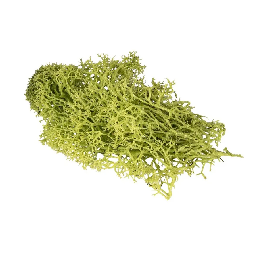 Islandmoos, grün, Naturprodukt, 100g