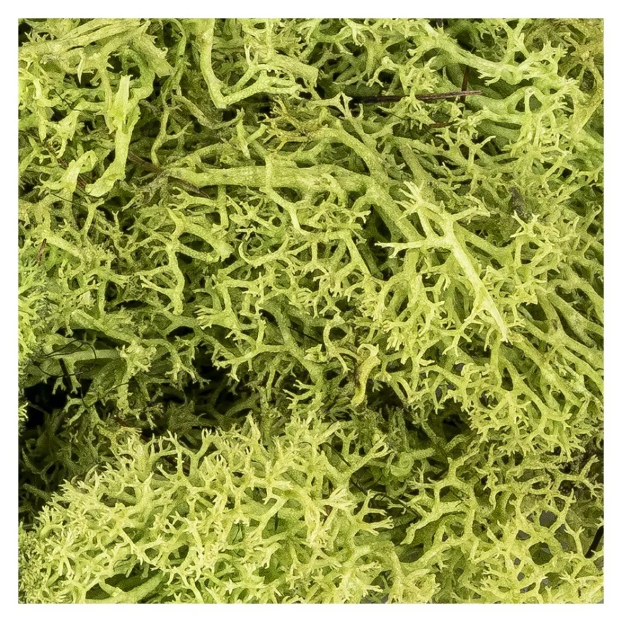 Islandmoos, grün, Naturprodukt, 100g