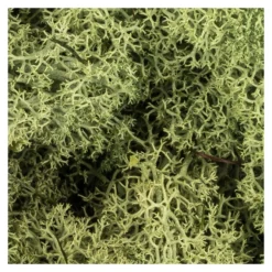 Islandmoos, waldgrün, Naturprodukt, 200g