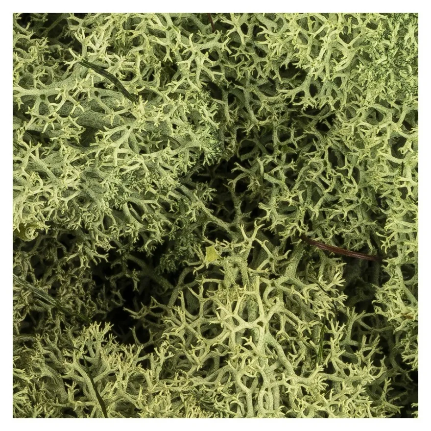 Islandmoos, waldgrün, Naturprodukt, 200g