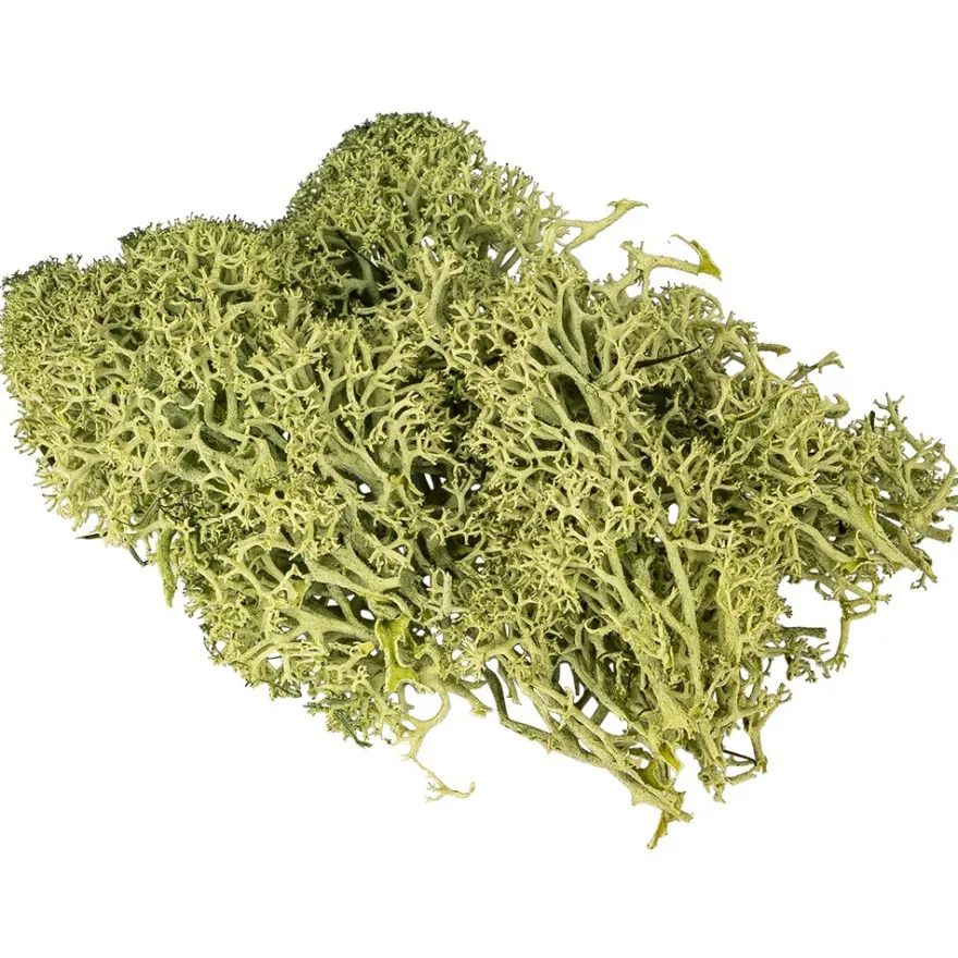 Islandmoos, waldgrün, Naturprodukt, 200g