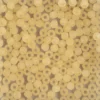 Perlen, gefrostet, Ø 4mm, 200 Stück, creme